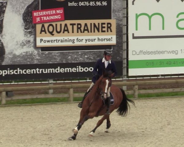 Belgisch Kampioenschap 4-5 Jarigen Paarden
