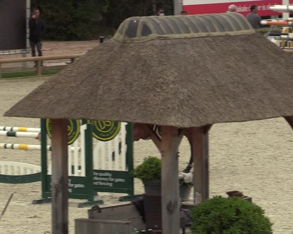 Belgisch Kampioenschap 4-5 Jarigen Paarden