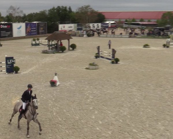 Belgisch Kampioenschap 4-5 Jarigen Paarden