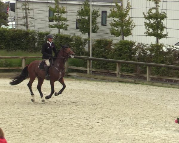 Belgisch Kampioenschap 4-5 Jarigen Paarden
