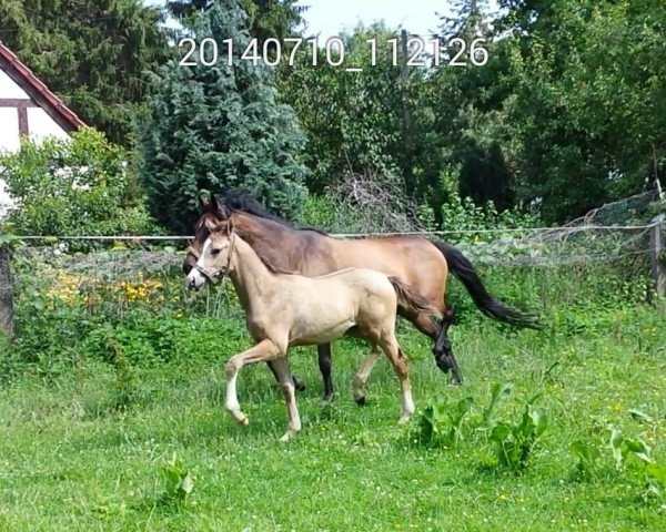 horse Cremissimo Deluxe (German Riding Pony,  , from Cartier de Deluxe)