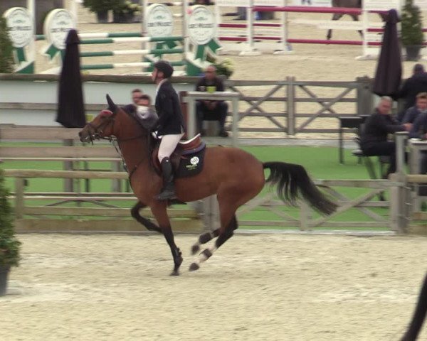 Belgisch Kampioenschap 4-5 Jarigen Paarden