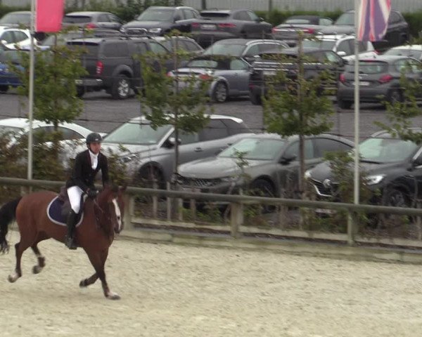Belgisch Kampioenschap 4-5 Jarigen Paarden