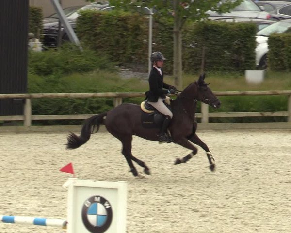 Belgisch Kampioenschap 4-5 Jarigen Paarden