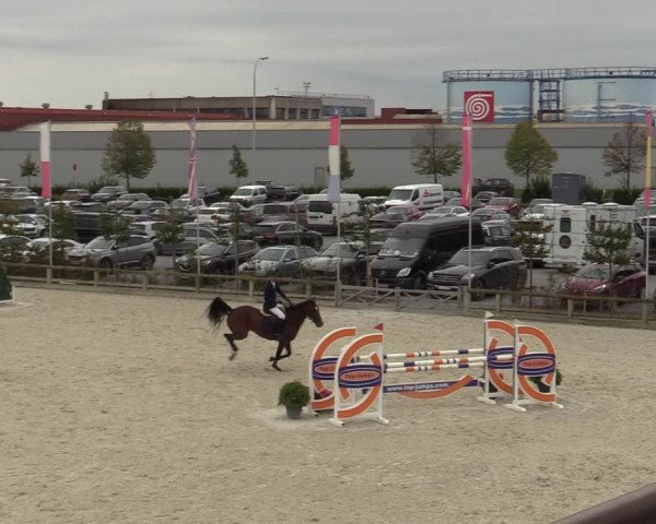 Belgisch Kampioenschap 4-5 Jarigen Paarden