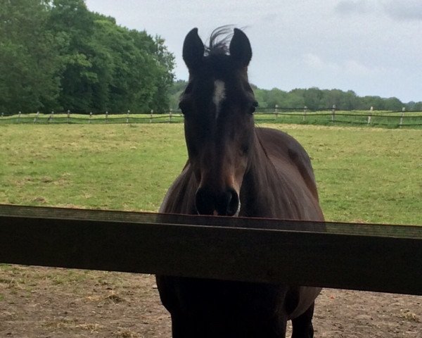 broodmare Cerren (Holsteiner, 1992, from Caretino) broodmare Cerren (Holsteiner, 1992, from Caretino)