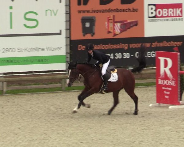 Belgisch Kampioenschap 4-5 Jarigen Paarden