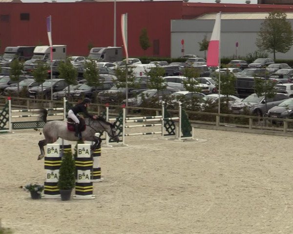 Belgisch Kampioenschap 4-5 Jarigen Paarden