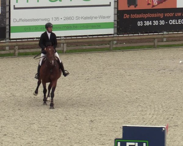Belgisch Kampioenschap 4-5 Jarigen Paarden