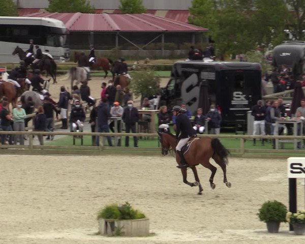 Belgisch Kampioenschap 4-5 Jarigen Paarden