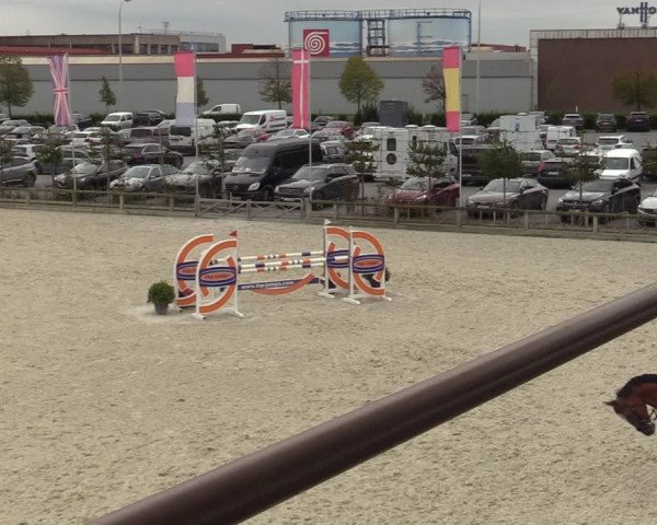 Belgisch Kampioenschap 4-5 Jarigen Paarden
