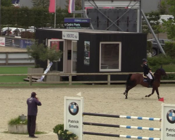 Belgisch Kampioenschap 4-5 Jarigen Paarden