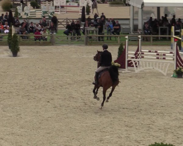 Belgisch Kampioenschap 4-5 Jarigen Paarden