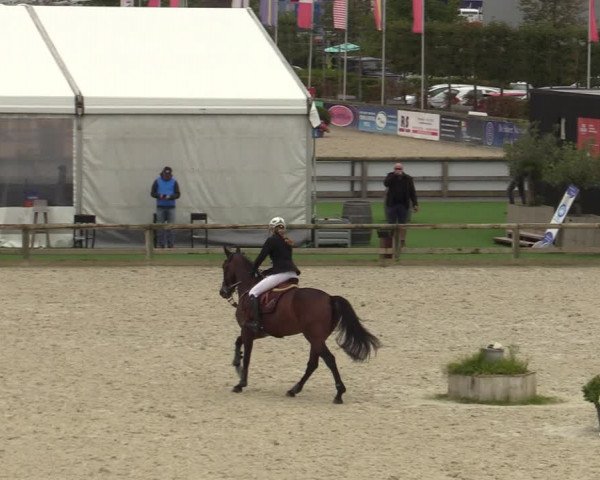 Belgisch Kampioenschap 4-5 Jarigen Paarden