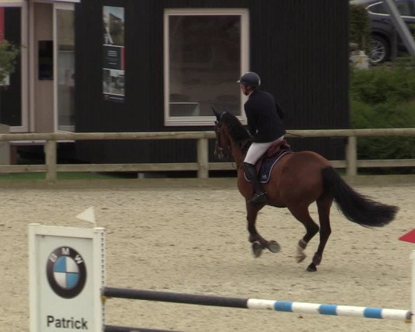 Belgisch Kampioenschap 4-5 Jarigen Paarden