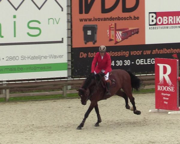 Belgisch Kampioenschap 4-5 Jarigen Paarden