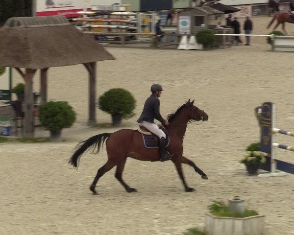 Belgisch Kampioenschap 4-5 Jarigen Paarden