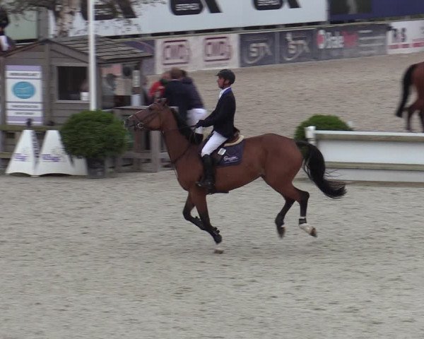 Belgisch Kampioenschap 4-5 Jarigen Paarden