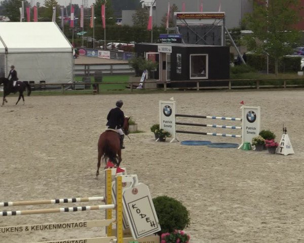 Belgisch Kampioenschap 4-5 Jarigen Paarden