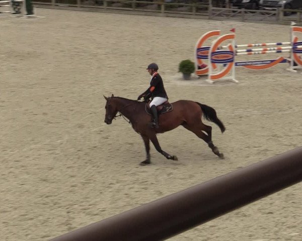 Belgisch Kampioenschap 4-5 Jarigen Paarden