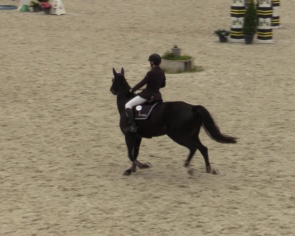 Belgisch Kampioenschap 4-5 Jarigen Paarden