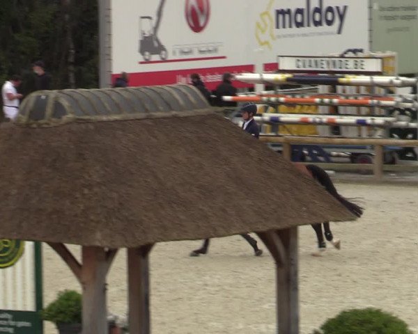 Belgisch Kampioenschap 4-5 Jarigen Paarden