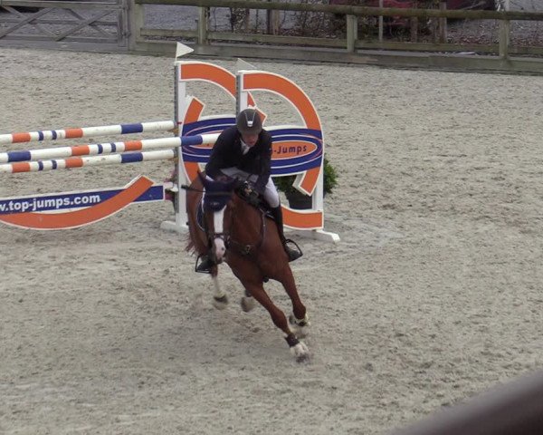 Belgisch Kampioenschap 4-5 Jarigen Paarden