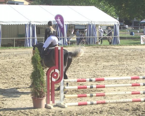 Reitturnier Heiligenwald 2020