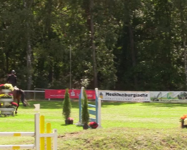 Reitturnier Pasewalk 2020