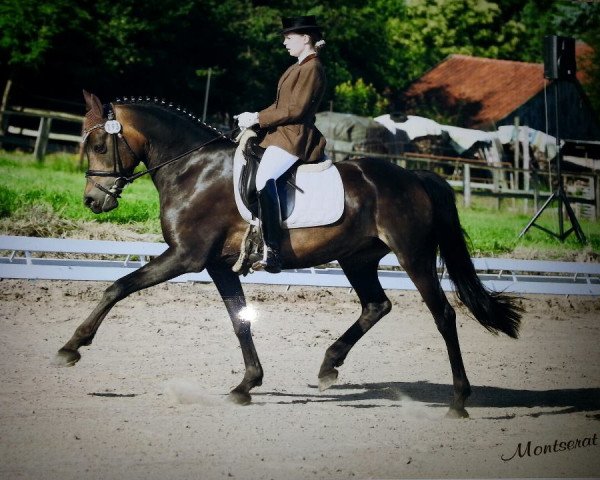 broodmare Montserat (German Riding Pony, 1998, from Candy Man II)