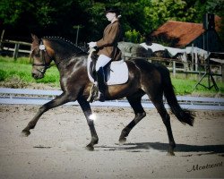 Zuchtstute Montserat (Deutsches Reitpony, 1998, von Candy Man II)