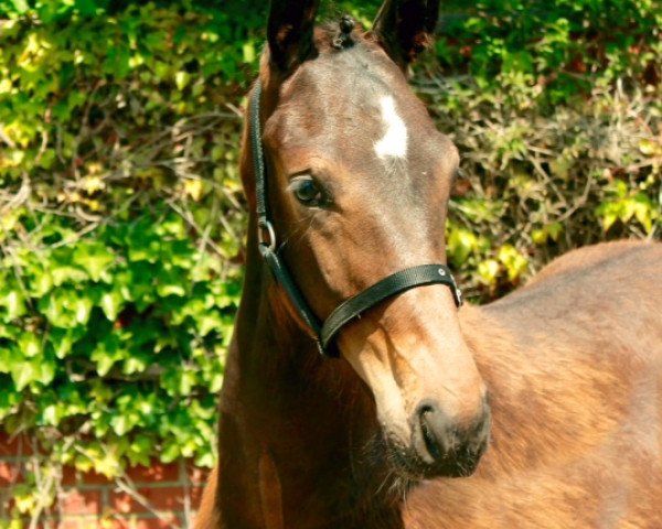 Pferd Fürst Lucky (Westfale, 2015, von Fürst Grandios)