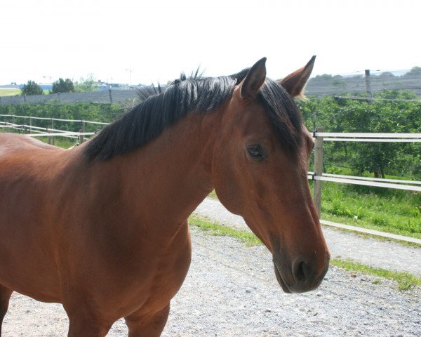 jumper Lesley 66 (Oldenburg, 2007, from Lordanos)