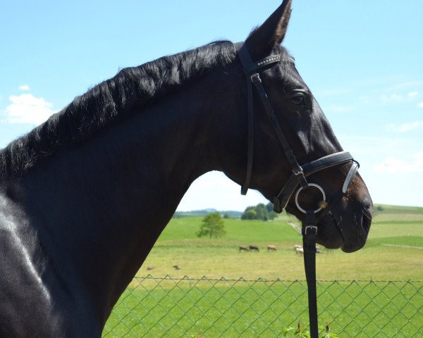 horse Sonate (Westphalian, 2008, from Swarovski)