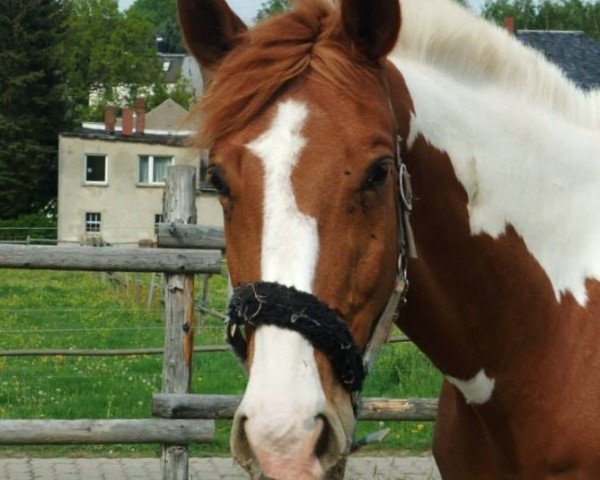 jumper Kaja 51 (Pinto / Hunter, 2005, from Kid)