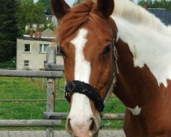 jumper Kaja 51 (Pinto / Hunter, 2005, from Kid)