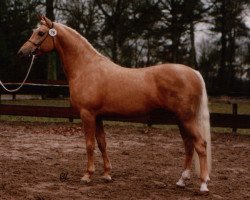 stallion Hamrik's Golden Arak (Nederlands Welsh Ridepony, 1989, from Valentino)