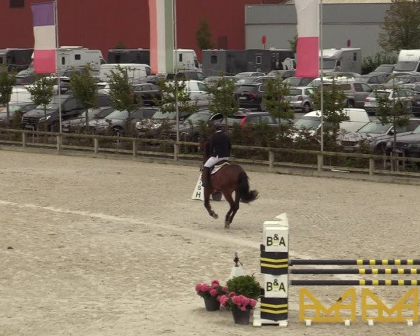 Belgisch Kampioenschap 4-5 Jarigen Paarden