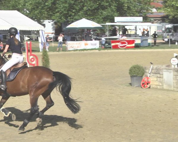 Reitturnier Heiligenwald 2020
