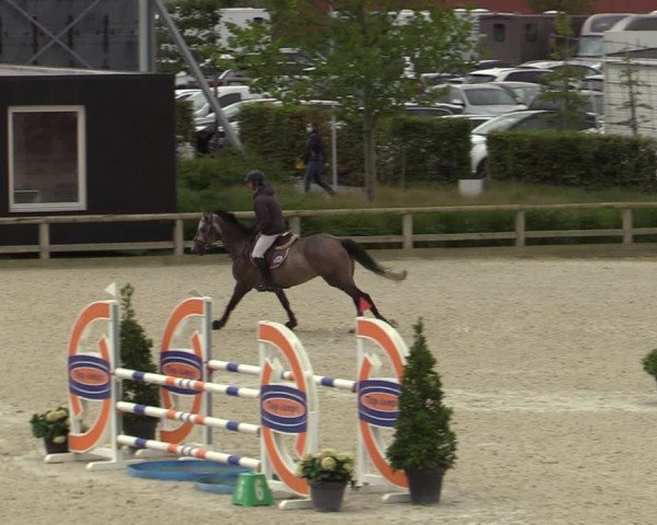Belgisch Kampioenschap 4-5 Jarigen Paarden