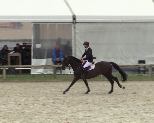 Belgisch Kampioenschap 4-5 Jarigen Paarden