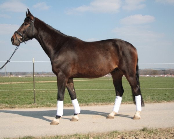 horse C´est la vie (Westphalian, 2010, from Cordato)