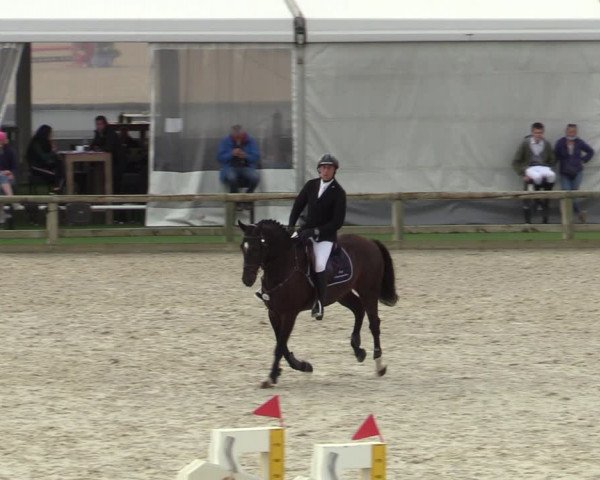 Belgisch Kampioenschap 4-5 Jarigen Paarden