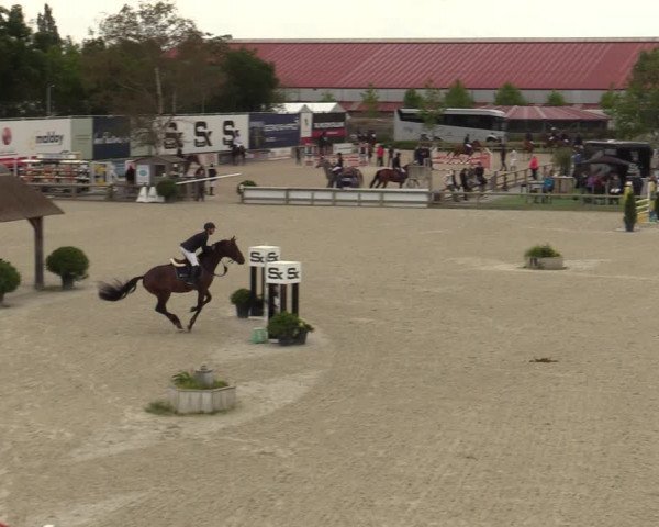 Belgisch Kampioenschap 4-5 Jarigen Paarden