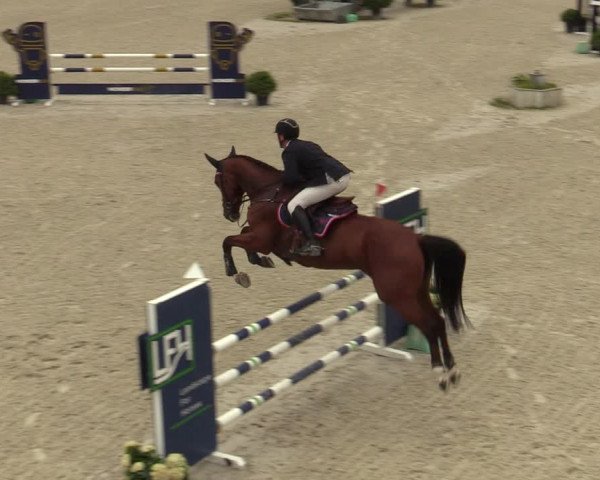 Belgisch Kampioenschap 4-5 Jarigen Paarden