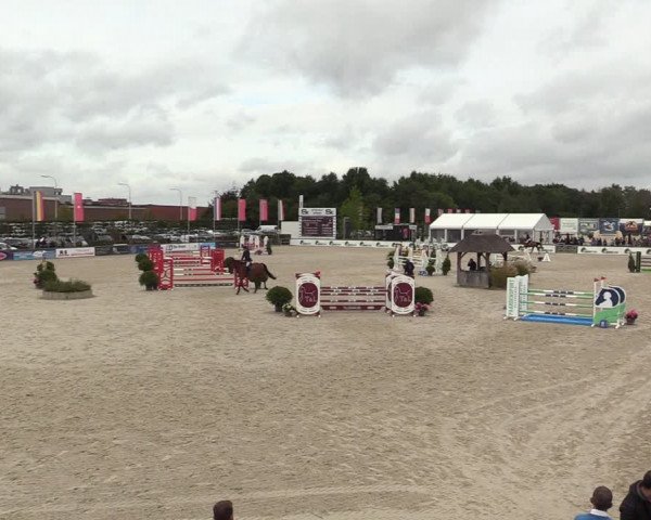 Belgisch Kampioenschap 4-5 Jarigen Paarden