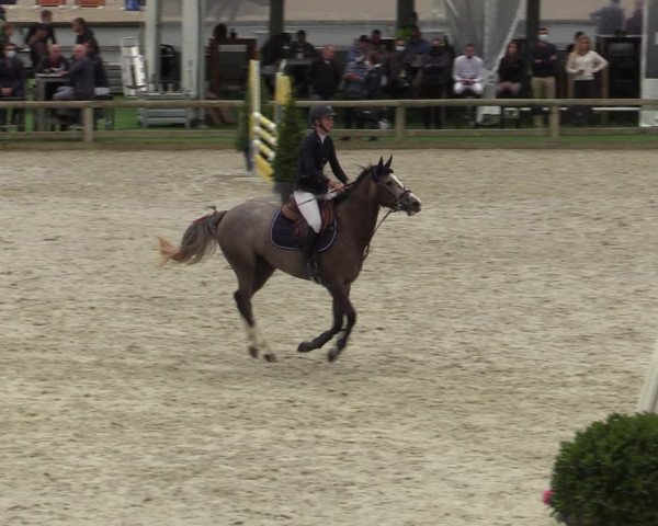 Belgisch Kampioenschap 4-5 Jarigen Paarden
