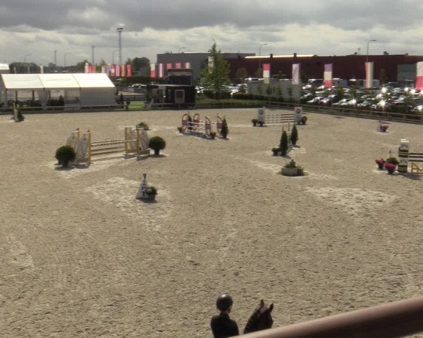 Belgisch Kampioenschap 4-5 Jarigen Paarden
