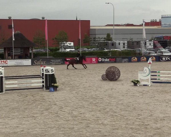 Belgisch Kampioenschap 4-5 Jarigen Paarden