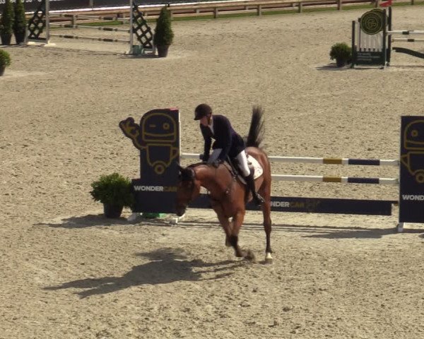 Belgisch Kampioenschap 4-5 Jarigen Paarden